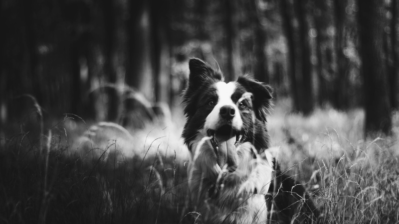 domestic, grayscale, 5K, black and white, walk, animal, land, animal themes, border collie, white, selective focus, forest, canine, woodland, pet, nature
