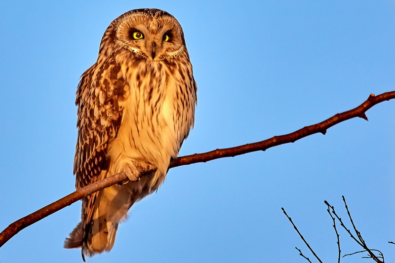 sunrise, feather, beak, branch, eagle, day, face, bird of prey, kite bird, sunset, sky, nature, outdoors, 2K, animal themes, vertebrate, owl, sat, animal