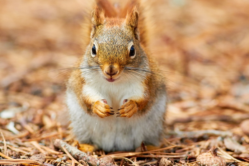 sat, new jersey, mammal, animals in the wild, vertebrate, brown, leaf, land, eye, whisker, sticks, claws, face, eating, close-up, 5K, united states, fur
