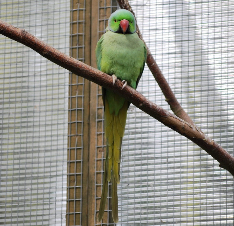 nature, one animal, animals in captivity, outdoors, day, animal themes, tree, parrot, perching, branch, close-up, animal, perch, parakeet, cute, focus on foreground