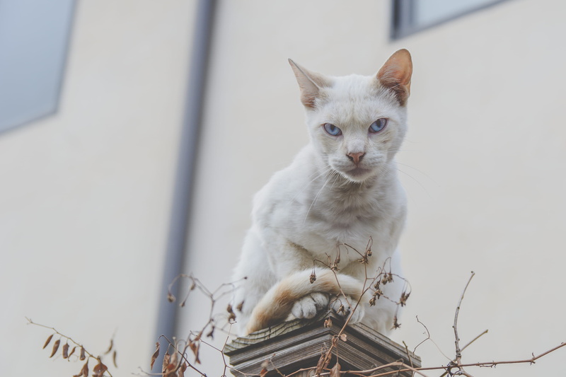 looking, face, vertebrate, feline, blue eye, pet, angry, selective, seating, 2K, domestic cat, focus, outdoors, day, column, blue, looking at camera, building