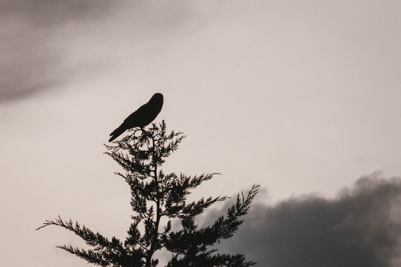 bird of prey, no people, silhouette, perched, stork, animals in the wild, nature, day, plant, tree, animal, cloud, woodland, eagle, bird, tail, monochrome