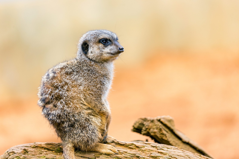 nose, selective, solid, rock, eye, log, fur, face, animal, animals in the wild, yellow, nature, fluff, one animal, looking, no people, wildlife, mammal