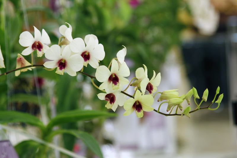 flower head, focus on foreground, petal, the trucker gu lawai, 5K, thailand orchids, outdoors, fragility, orchid, leaf, plant, vulnerability, no people
