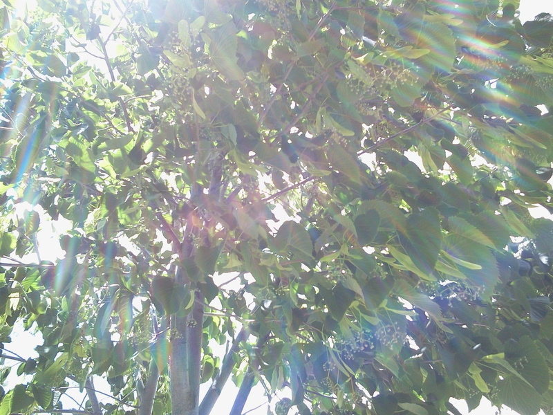 time, green, growth from the sun, spring, sunshine through the trees, sunshine, leaf, nature and landscapes, under a tree, 1080P, tree, green tree