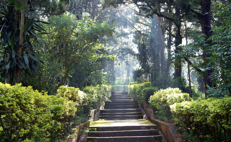 scenics - nature, trees, rays, sunlight, woodland, tranquility, sunshine, sun, green color, growth, green, no people, sunny, concrete, beauty in nature