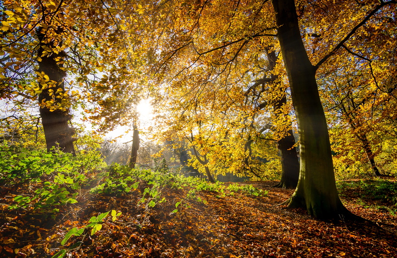 tranquility, beauty in nature, inspirational, streaming, outdoors, leaves, trunk, land, bright, plant part, yorkshire, autumn leaves, autumn, sunlight