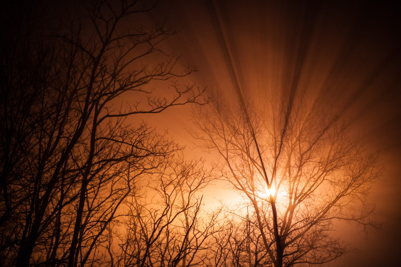 scenics - nature, no people, sun, tranquility, branches, outdoors, tree, tranquil scene, ray of sunshine, sunlight, plant, orange color, branch, trees