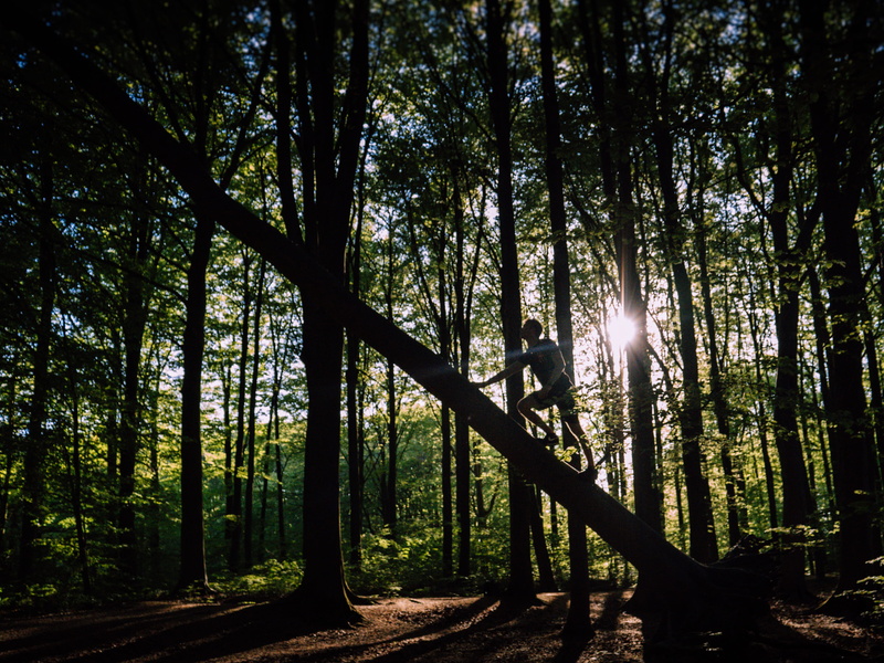 shirt, sunbeam, tranquil scene, woods, growth, climbing, environment, lens flare, scenics - nature, tranquility, tree, trunk, bright, 2K, scenic, bamboo - plant