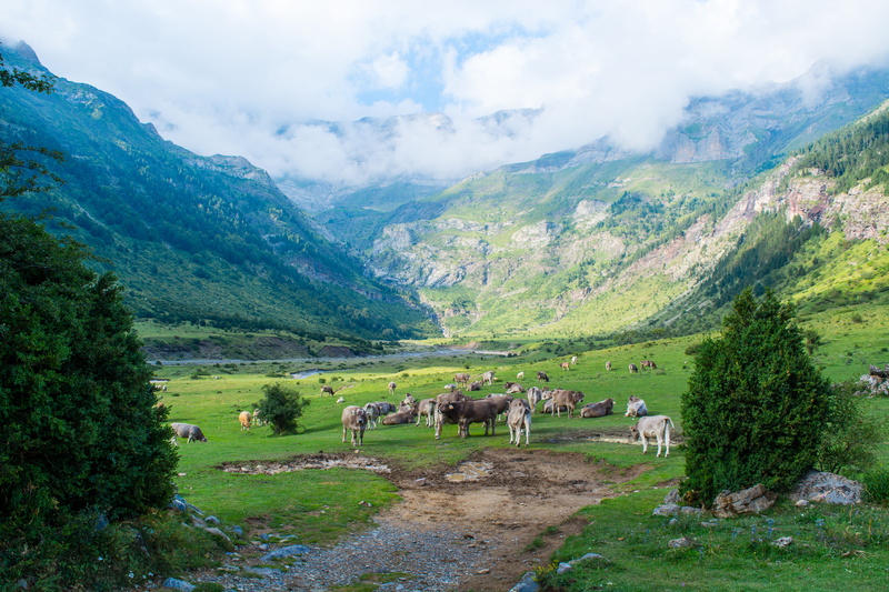 landscape, mountains, nature, white, brown, domestic, hill, growth, valley, environment, herbivorous, domestic animals, mammal, rural, cows, summer, day