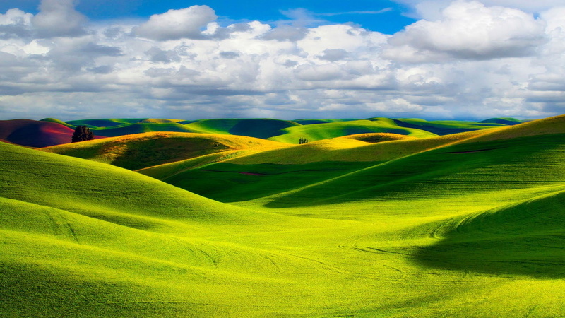 scenics - nature, grass, idyllic, nature, non-urban scene, springtime, tranquil scene, rural scene, sky, yellow, vast, green, rolling landscape
