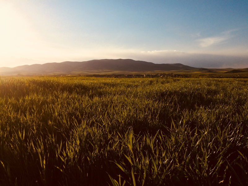 sunset, tranquility, nature, field, vast, land, farm, plantation, farmland, scenics - nature, growth, daytime, sunlight, crop, 2K, green, beauty in nature