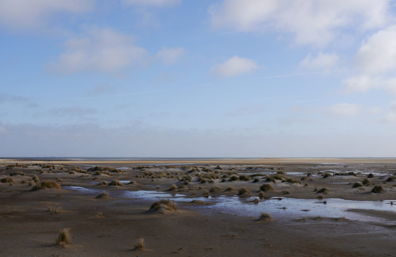 2K, group of animals, peaceful, land, horizon over water, beauty in nature, no people, vacation, tranquility, nature, horizon, vast, coast, non-urban scene