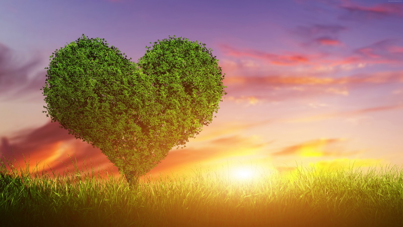 tree, love image, heart, 5K, 5K
