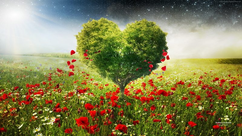 love image, 2K, tree, HD, heart