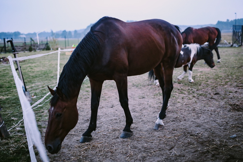 horse, no people, vertebrate, 4K, animal themes, domestic animals, chestnut, stallion, mammal, group of animals, animals And Pets, rural Scene, outdoors