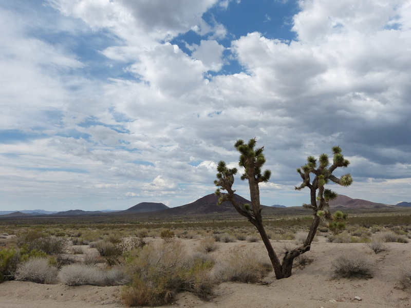 outdoors, 2K, nature, plant, land, tree, arid climate, tranquil scene, mojave, beauty in nature, cloud - sky, desert, tranquility, climate, sky, non-urban scene