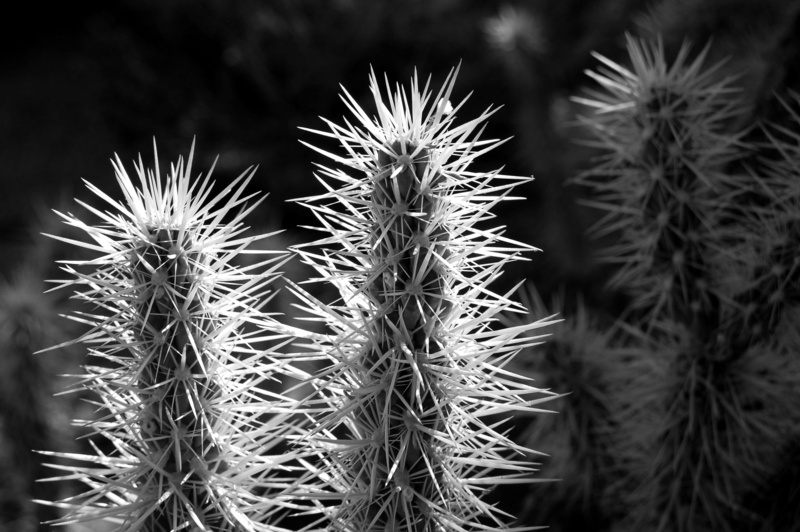 spiked, spiky, thorn, growth, sharp, succulent plant, united states, nature, close-up, focus on foreground, day, outdoors, desert, cactus, warning sign