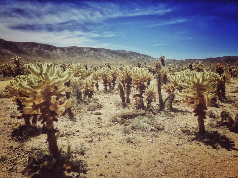 scenic, joshua, flora, environment, landscape, no people, tree, rock, tourism, desert, palm, usa, yucca, mojave, cactus, america, park, climate, beauty in nature