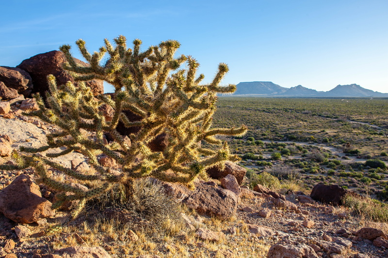 climate, tranquility, succulent plant, growth, blue, southwest, mojave, ecosystem, wilderness, wide, scenics - nature, land, wild, non-urban scene, valley