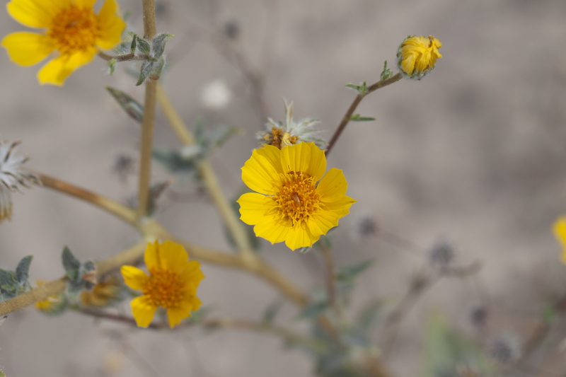 bloom, plant stem, mojave, selective focus, outdoors, blossom, california, springtime, usa, nature, yellow, beetles, plant, green, inflorescence, flower