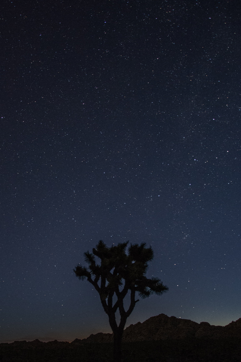 national, space, no people, yucca, travel, tree, night, star - space, 4K, galaxy, america, tranquility, idyllic, landscape, west, natural, usa, desert