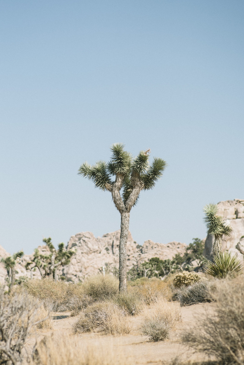 joshua Tree National Park, dirt, joshua Tree, outdoors, landscape, california, sun, sky, cactus tree, desert, plant, yucca, arid Climate, surrounded, no People