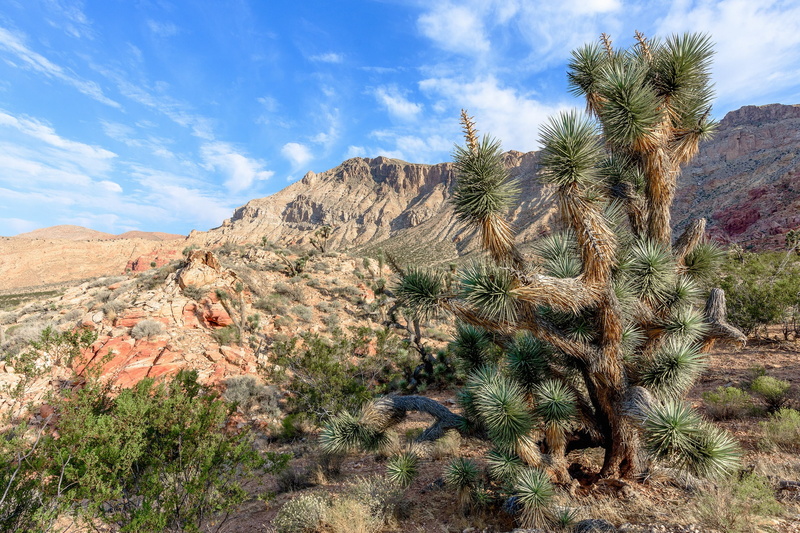 Joshua Tree, Mojave, 1080P, desert, USA
