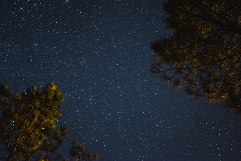 growth, space, low angle view, night, galaxy, star - space, no people, astronomy, nature, beauty in nature, nighsky, outdoors, trees, directly below, constellation