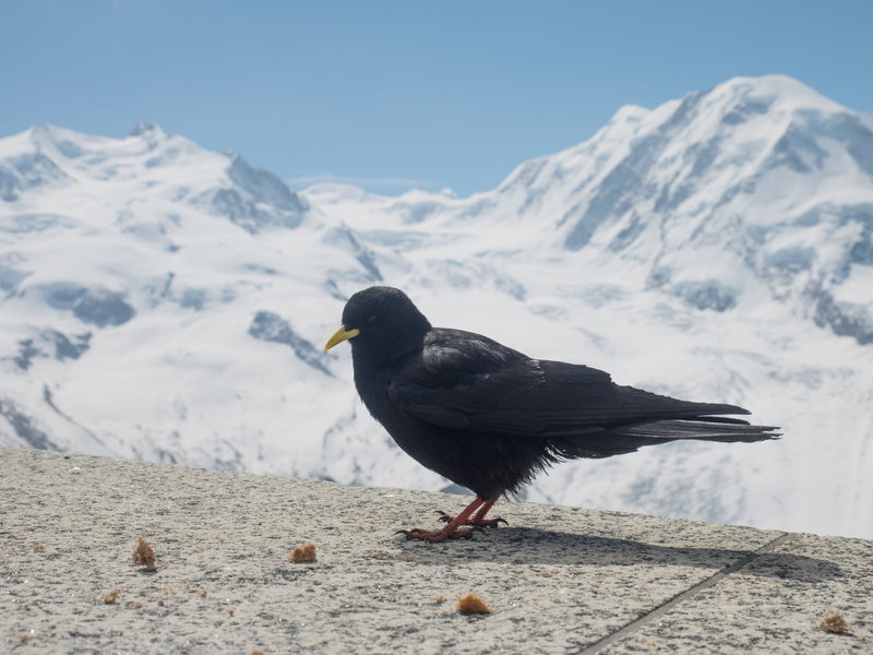 focus on foreground, beauty in nature, nature, chough, mountains, animals in the wild, alpine, perching, switzerland, gornergrat, snowcapped mountain, monte rosa