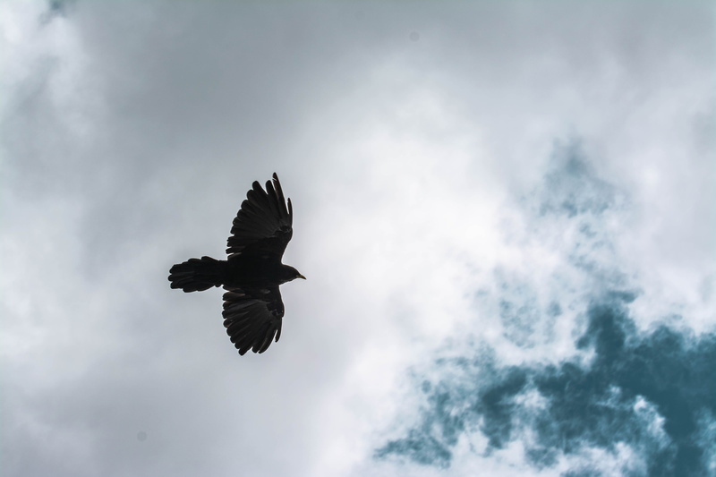 nikonswitzerland, switzerland, bird of prey, 5K, bergdohle, flying, matterhorn, one animal, swiss, animal wildlife, clouds, sky, himmel, vertebrate, spread wings