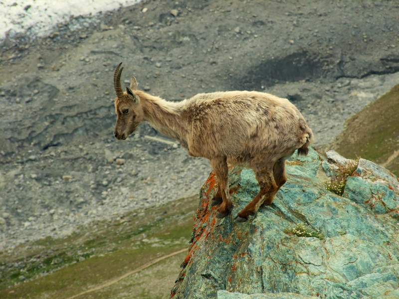 side view, glacier, animal, mammal, mountain, no people, full length, gornergrat, vertebrate, animals in the wild, gornergrat station, herbivorous, nature