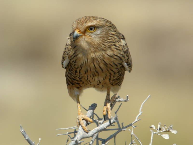 predator, branch, 4K, falcon, park, Namibia, Bird, national, National Park, dry