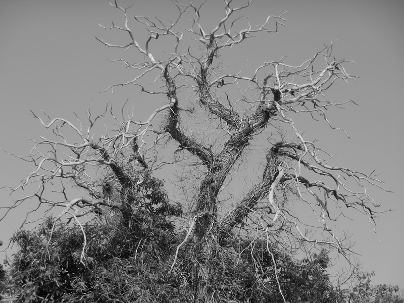 low angle view, bare, tree, non-urban scene, spooky, dead, scenics - nature, beauty in nature, branch, clear sky, no people, 4K, craggy, branches, outdoors