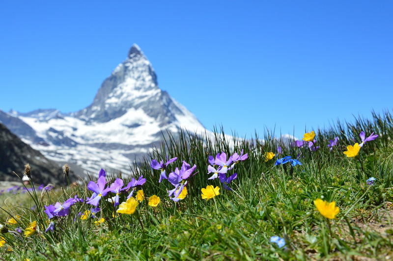 flower, summer, fragility, 2K, flowers, flower head, scenics - nature, summit, iris, grass, crocus, environment, rural, switzerland, blossom, hayfield