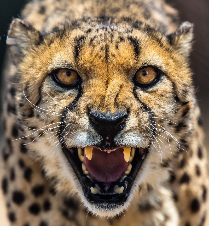 animal teeth, looking at camera, animal body part, animal, 2K, animal mouth, mouth, howling, whisker, closeup, portrait, roaring, africa, mouth open, big cat