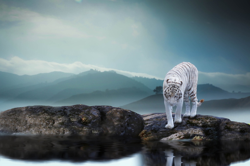big cats, rock, tranquility, non-urban scene, mountain, scenics - nature, tranquil scene, solid, reflection, lake, waterfront, nature, sky, idyllic, day
