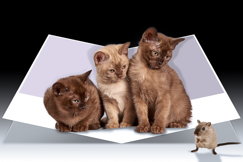 two animals, 4K, pets, indoors, paper, portrait, black background, cat, small, animal themes, mammal, animal, domestic cat, mouse, studio shot, young animal