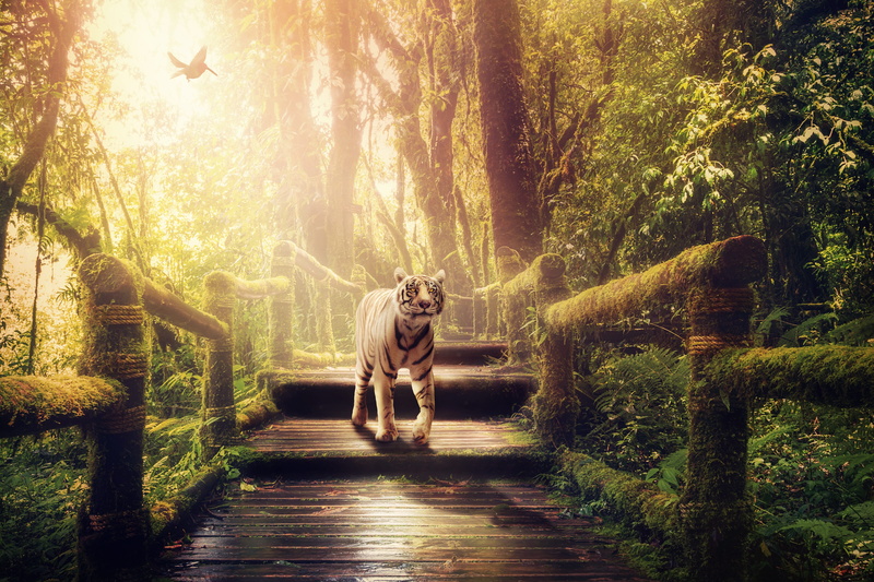 one animal, sunlight, tree, mysterious, growth, away, rarely, vacations, tiger, environment, animal, predator, mystical, moss, fantasy, atmosphere, forest