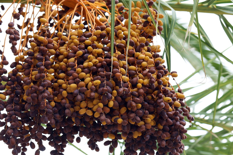 dates, healthy eating, 5K, day, no people, tropical, group, closeup, dried fruit, low angle view, tropical fruit, abundance, vitamins, fruit, close-up