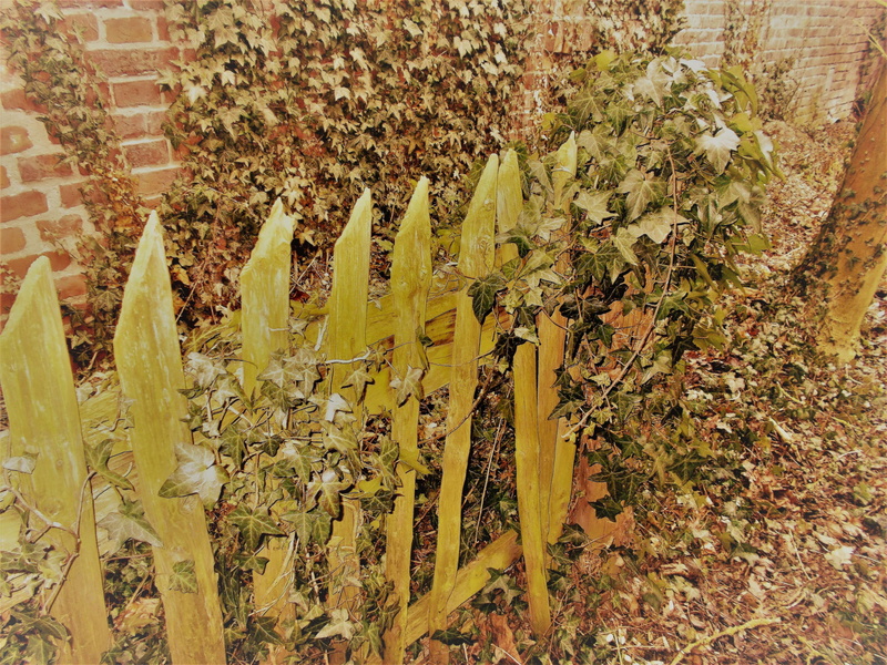 growth, outdoors, leaf, beauty in nature, winemaking, zaun, holzzaun, efeu, tranquility, nature, barrier, architecture, boundary, field, plant part, day