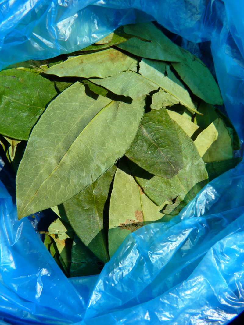close-up, coca, beauty in nature, plastic bag, day, paper, pattern, plant, blue, green color, polythene, bag, plant part, 4K, nature, still life, no people