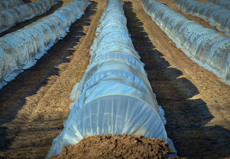 blue, sunlight, organic, in a row, tranquility, 4K, outdoors, industry, growing trays, no people, plastic, field, growth, dirt, land, polythene, cover