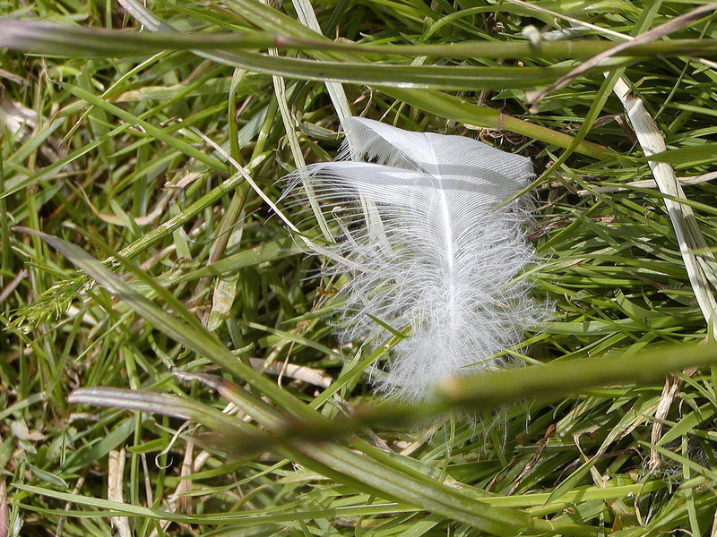 lightweight, polythene, grass, feather, 1080P, no people, outdoors, softness, close-up, land, fragility, white color, bank, vulnerability, nature, dandelion