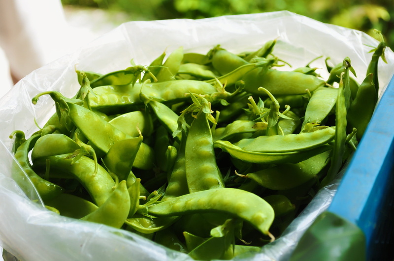 green, container, focus on foreground, organic, raw food, polythene, vegetarian, close-up, bag, vegetable, high angle view, healthy eating, pepper, plastic bag