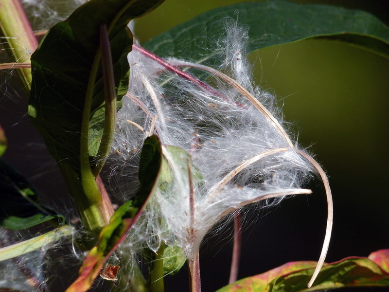 freshness, vulnerability, stem, no people, food and drink, vegetation, leaf, herb, spider web, growth, botany, plant part, day, fragility, wild flower