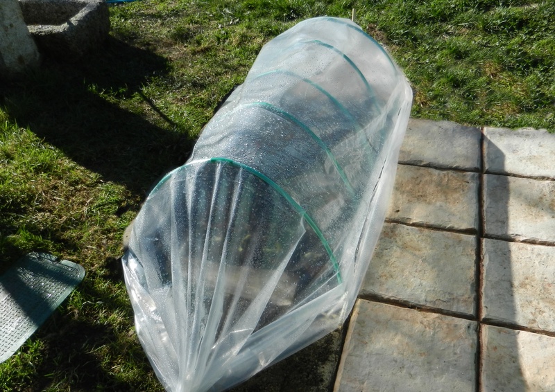 day, plant, mini greenhouse, land, grass, reflection, concrete, architecture, silver colored, water, transparent, plastic, outdoors, growth, polythene