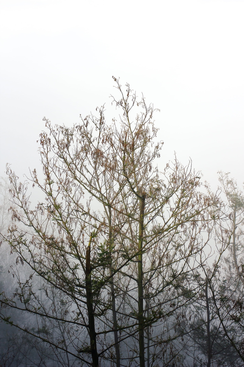 tranquil scene, mount bromo, mount, cold temperature, tree, low angle view, scenics - nature, tranquility, 2K, nature, day, growth, calm, clear sky, no people