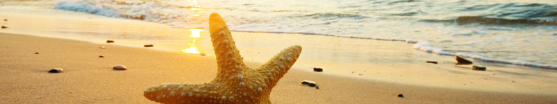 etoile, 5K, plage, star, mer, beach, sea