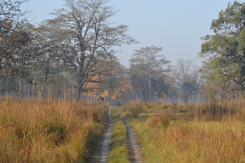 no people, forest, plant, grass, bardia national park, tree, landscape, jungle, field, the way forward, non-urban scene, bardia, journey, tranquil scene